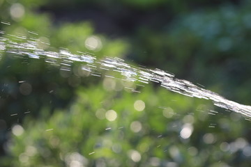 summer rain, watering the garden 