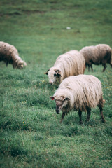 Obraz premium Sheeps on field