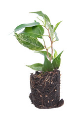 Ficus benjamina (Benjamin or Weeping fig) plant. Stalk with green foliage isolated on white background. Cultivar with variegated leaves