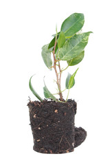 Ficus benjamina (Benjamin or Weeping fig) plant. Stalk with green foliage isolated on white background. Cultivar with variegated leaves