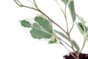 Green variegated leaf of Ficus benjamina (Benjamin or Weeping fig) isolated on white background