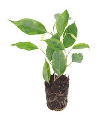 Ficus benjamina (Benjamin or Weeping fig) plant. Stalk with green foliage isolated on white background. Cultivar with variegated leaves