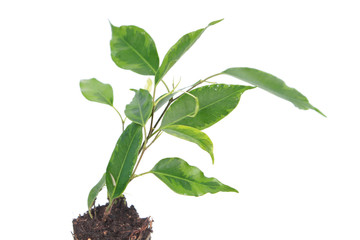 Ficus benjamina (Benjamin or Weeping fig) plant. Stalk with green foliage isolated on white background. Cultivar with variegated leaves