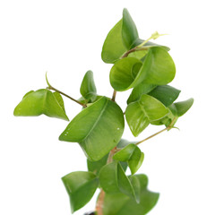 Ficus benjamina (Benjamin or Weeping fig) plant. Stalk with green foliage isolated on white background. Cultivar with curly leaves