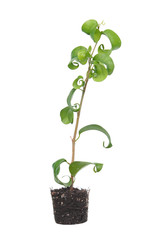 Ficus benjamina (Benjamin or Weeping fig) plant. Stalk with green foliage isolated on white background. Cultivar with curly leaves