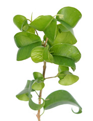 Ficus benjamina (Benjamin or Weeping fig) plant. Stalk with green foliage isolated on white background. Cultivar with curly leaves
