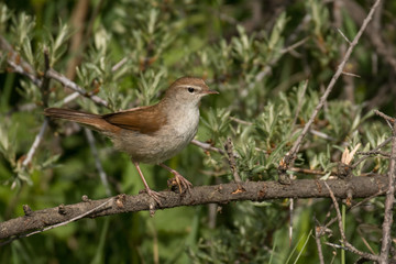 Stunning bird photo. Cetti's warbler / Cettia cetti
