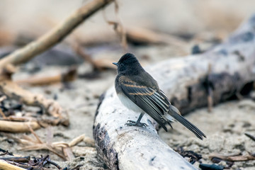 Cute and adorable Phoebe bird perched on a driftwood log on the beach during a morning of foraging while keeping eyes on the horizon.