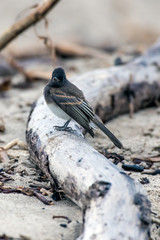 Cute and adorable Phoebe bird perched on a driftwood log on the beach during a morning of foraging while looking to left.