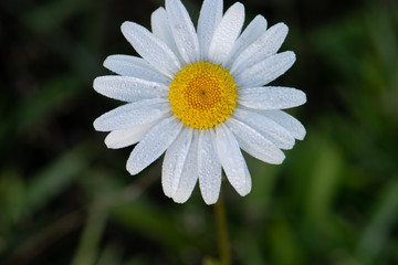Fototapeta premium White Petaled Daisy 02