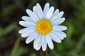 Fototapeta premium Daisy Mandala 01