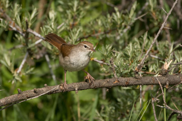 Fototapeta premium Stunning bird photo. Cetti's warbler / Cettia cetti