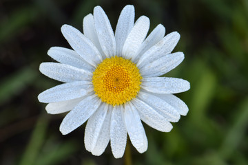 Obraz premium Daisy Mandala 02