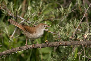 Stunning bird photo. Cetti's warbler / Cettia cetti