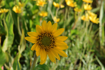 Yellow Balsam Root 05