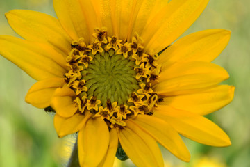 Yellow Balsam Root 06