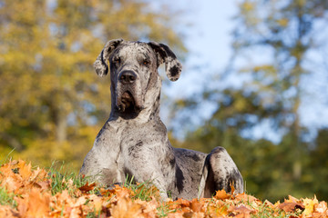 Deutsche Dogge blau