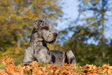 Deutsche Dogge blau