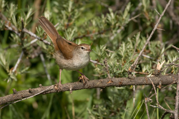 Stunning bird photo. Cetti's warbler / Cettia cetti