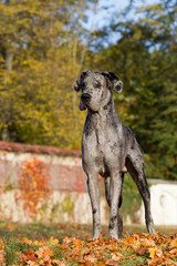 Deutsche Dogge blau
