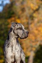 Deutsche Dogge blau