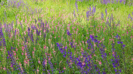 Obraz premium Wildflowers