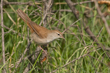 Stunning bird photo. Cetti's warbler / Cettia cetti
