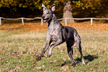 Deutsche Dogge blau