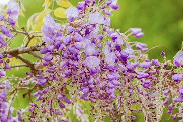 Beautiful Wisteria Sinensis, also called Chinese Wisteria