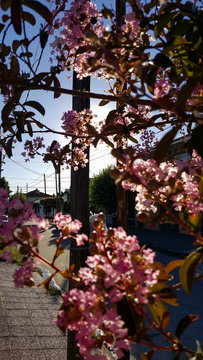 &Aacute;rbol De J&uacute;piter 