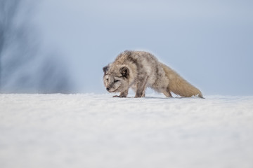 Beautiful arctic fox, standing on a hill in the snow, winter, Canada