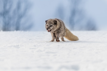 Beautiful arctic fox, standing on a hill in the snow, winter, Canada