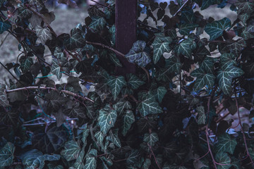 Creeper of green leaves in the garden. The concept of taking care of the garden and garden care. Decorating the garden with flowers, bushes, trees.