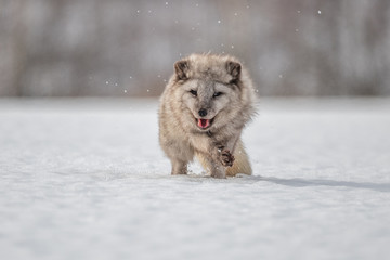 Beautiful arctic fox, standing on a hill in the snow, winter, Canada