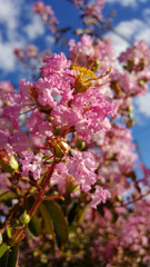 Lagerstroemia Indica Crespón Árbol De Júpiter 