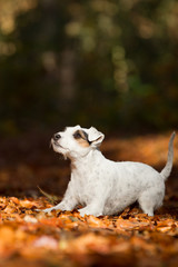 Parson Jack Russel Terrier im Herbst