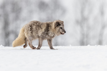 Beautiful arctic fox, standing on a hill in the snow, winter, Canada