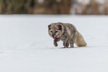 Beautiful arctic fox, standing on a hill in the snow, winter, Canada