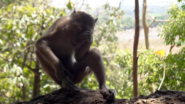 Affe betrachtet sein Bein