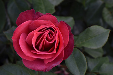 Hot Cocoa Rosebud 01