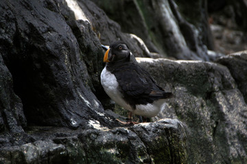 Atlantic puffin bird