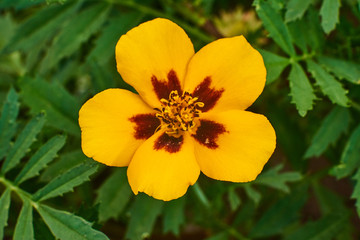 Beautiful yellow flower on a green background, macro high quality.