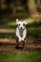 Naklejka na ściany i meble Parson Jack Russel Terrier im Herbst