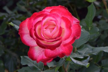 Cherry Parfait Rose 01