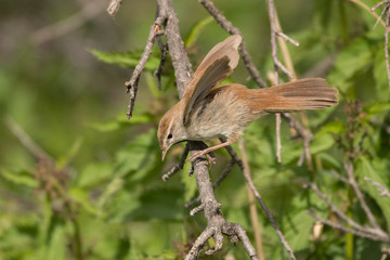 Stunning bird photo. Cetti's warbler / Cettia cetti