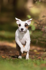 Parson Jack Russel Terrier im Herbst