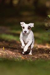 Parson Jack Russel Terrier im Herbst