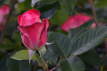 Fototapeta premium Cherry Parfait Rosebud 02