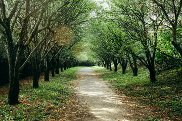Trees along the empty pathway in the park