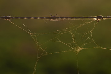 telarañas y alambre